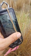 Austrostipa stipoides