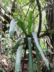 Werauhia