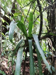 Werauhia
