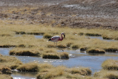 Phoenicoparrus andinus