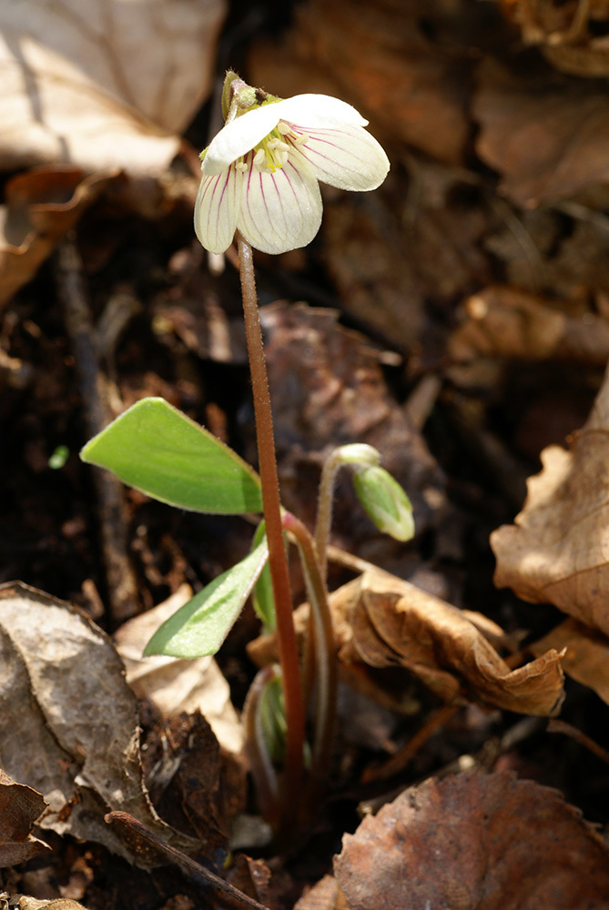 Oxalis obtriangulata