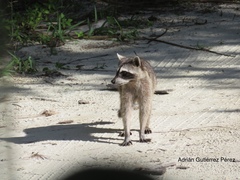 Procyon pygmaeus