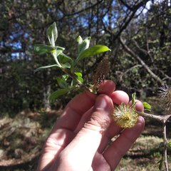 Salix paradoxa