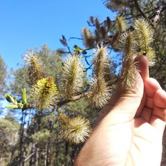 Salix paradoxa