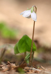Oxalis obtriangulata