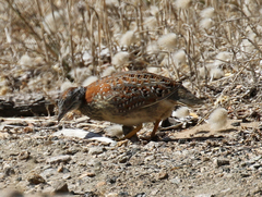 Turnix varius