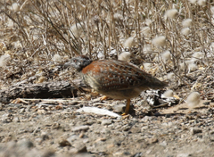 Turnix varius