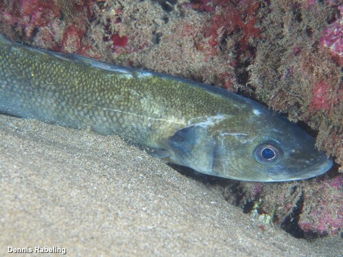 European Seabass, photo 10 of 10