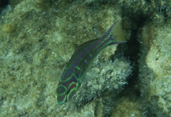 Thalassoma quinquevittatum