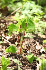 Oxalis obtriangulata