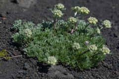 Artemisia glomerata