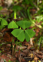 Oxalis obtriangulata