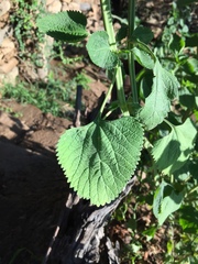 Leonotis nepetifolia nepetifolia