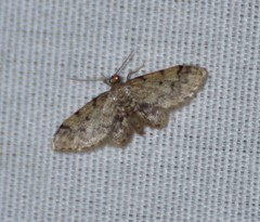 Idaea pervertipennis