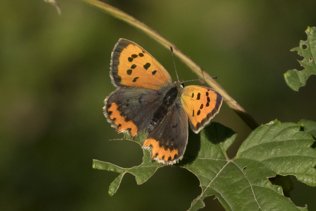 Small Copper From 26013 Crema Cr, Italia On October 27, 2023 At 01:50 