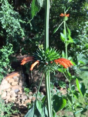 Leonotis nepetifolia nepetifolia