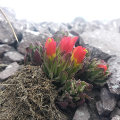 Castilleja tolucensis
