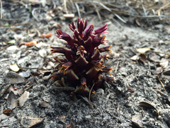 Kopsiopsis strobilacea