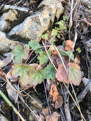 Heuchera sanguinea