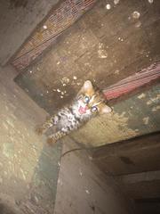 Prionailurus bengalensis