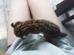 Prionailurus bengalensis