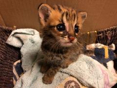 Prionailurus bengalensis