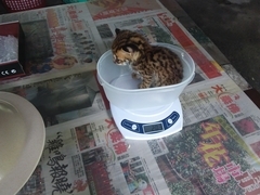 Prionailurus bengalensis