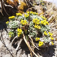 Draba nivicola