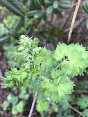 Thalictrum fendleri polycarpum