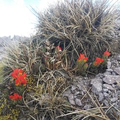 Castilleja tolucensis