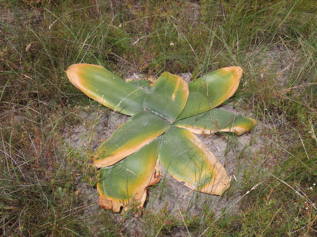 candelabra lily from Cape Farms, Cape Town, South Africa on October 27