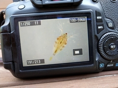 Simocephalus
