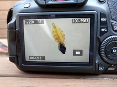 Simocephalus