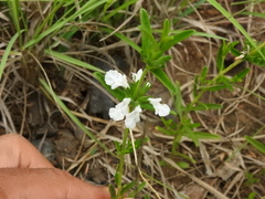 Thorny acrotome (Acrotome thorncroftii)