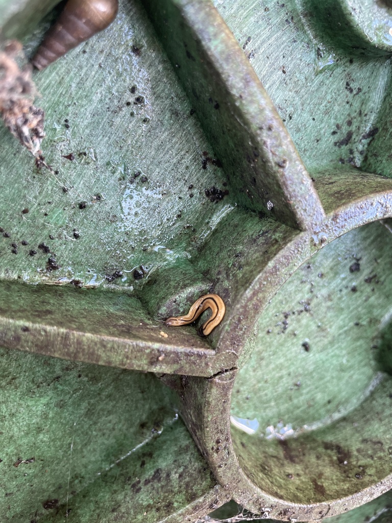 Wandering Hammerhead Worm from Welch Rd, Dallas, TX, US on August 29, 2023 at 1018 AM by