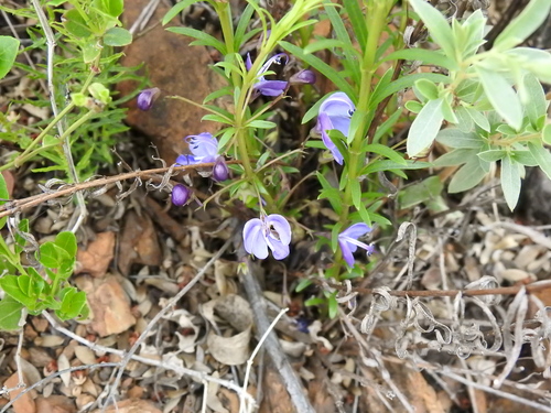 Image of Rotheca louwalbertsii by (c) katuchka, some rights reserved (CC BY)