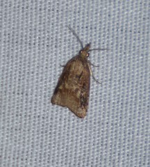 Platynota flavedana