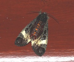 Sarbanissa transiens