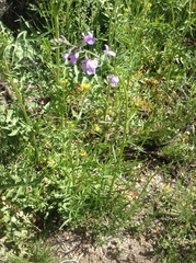 Nuttallanthus texanus