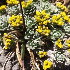 Draba nivicola