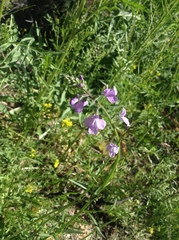 Nuttallanthus texanus