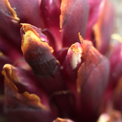 Kopsiopsis strobilacea