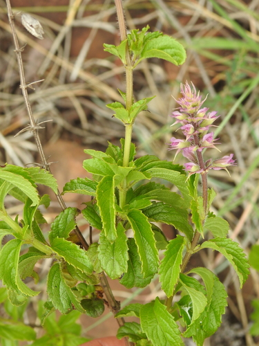 Image of Ocimum serratum by (c) katuchka, some rights reserved (CC BY)