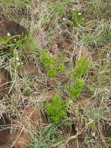 Image of Ocimum serratum by (c) katuchka, some rights reserved (CC BY)