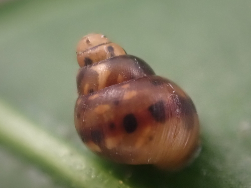 Auriculella observed 2023-10-23