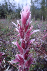Castilleja raupii