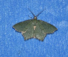 Chloropteryx nordicaria