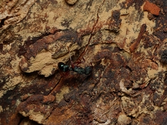 Rhytidoponera aspera