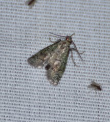 Cacotherapia flexilinealis