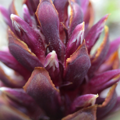 Kopsiopsis strobilacea